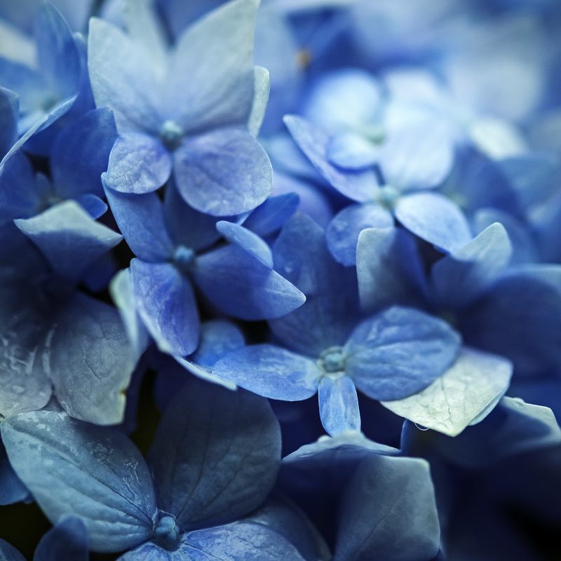 Die blaue Blume (Hortensie sauer)