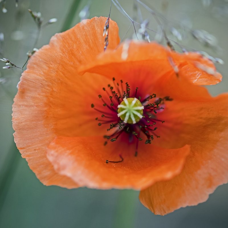 Klatschmohn