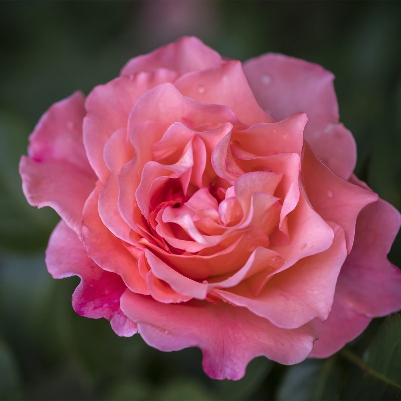 rosa Rose