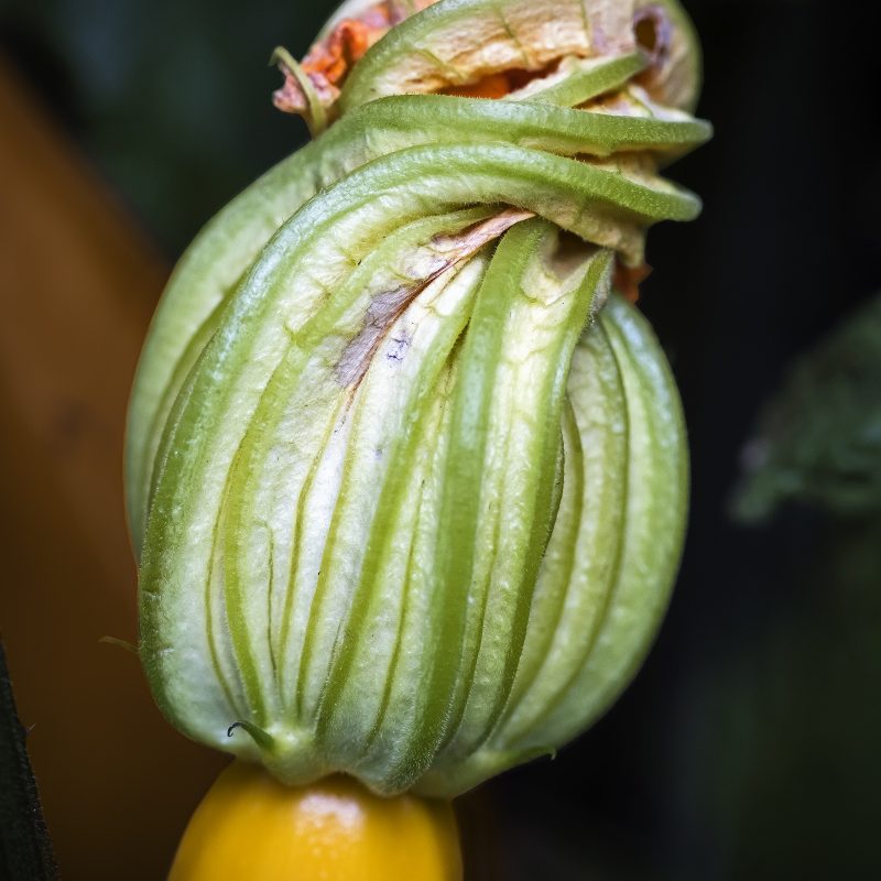 Zucchini