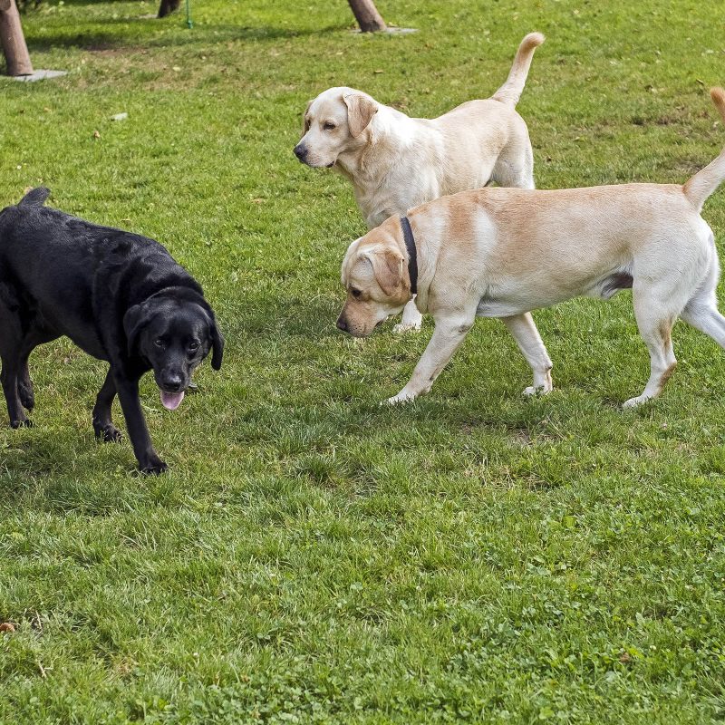 Labrador-Land