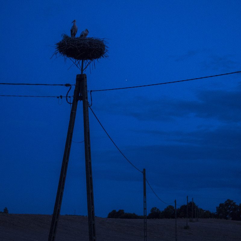jeder dritte Storch ist Pole - oder so