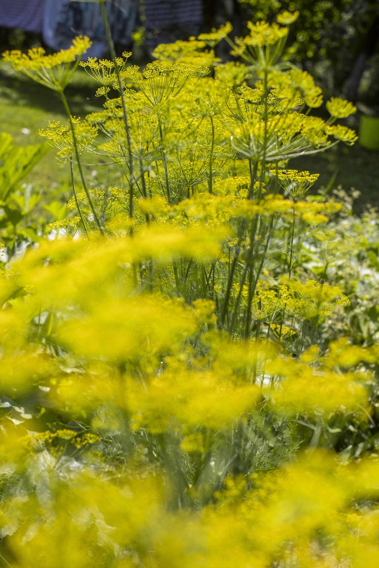 Dill, Bokeh