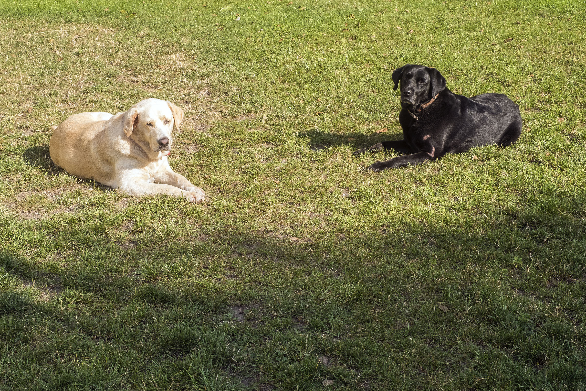 Labrador-Land