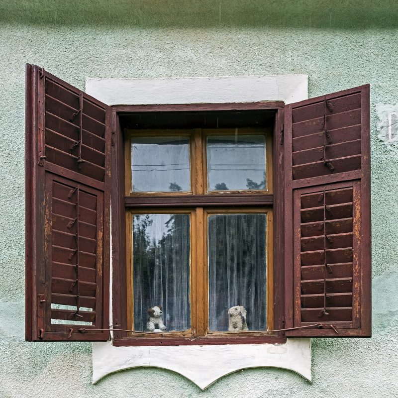Haustiere