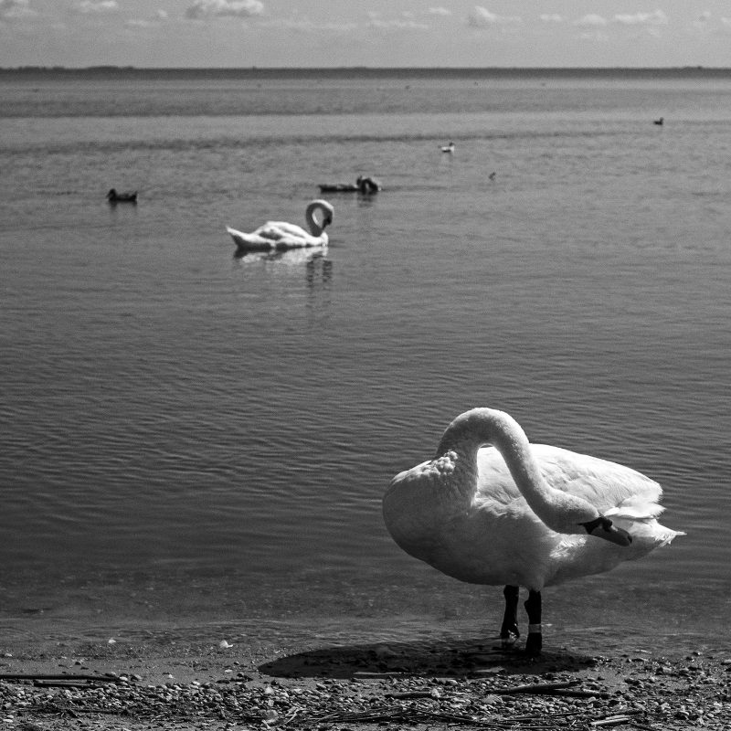 Schwan