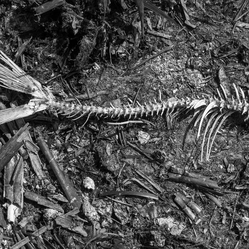 Fisch
