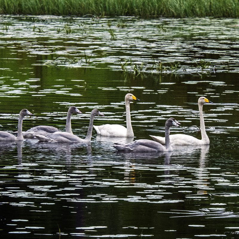 Familie