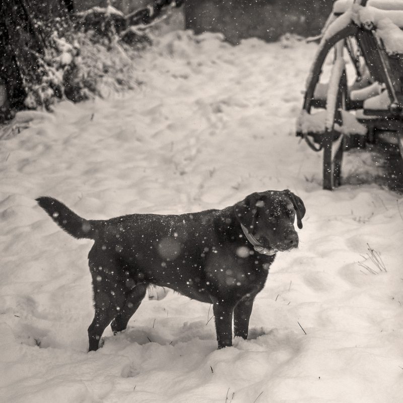 Schneehund