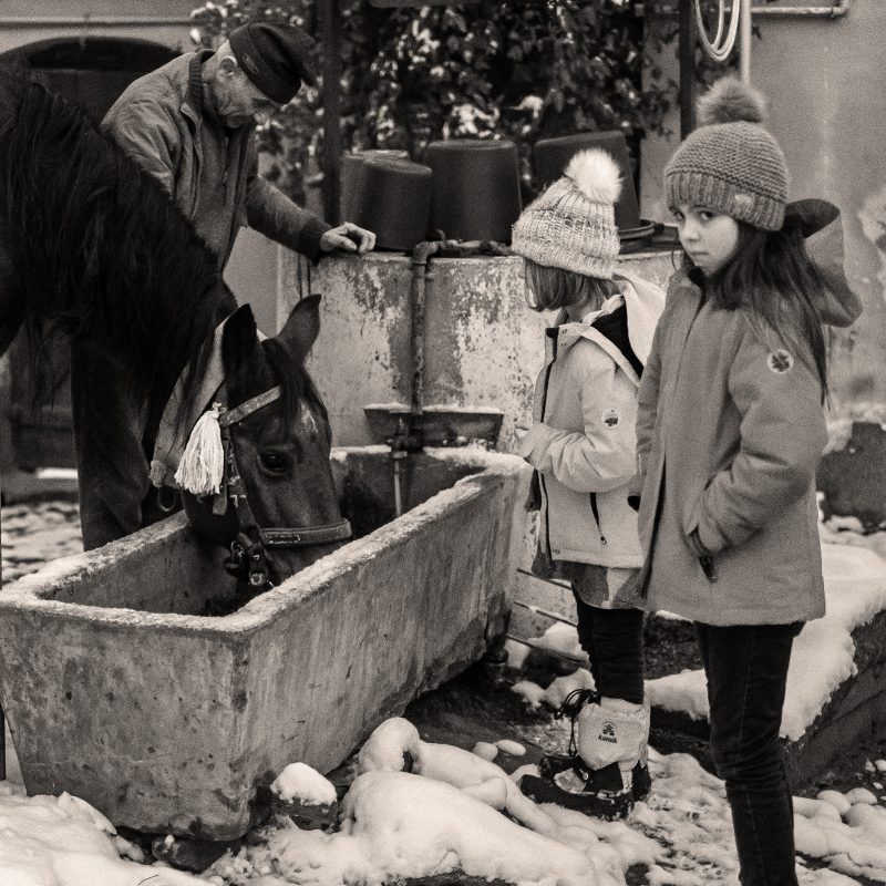 calul bea apă - fotograful învaţă românește