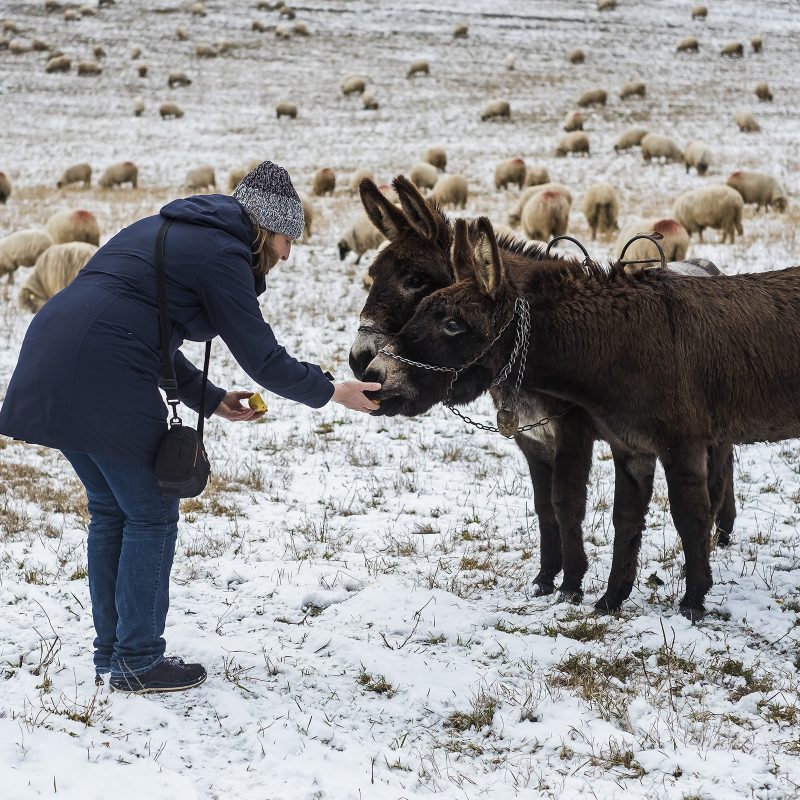Măgarii mănâncă mere