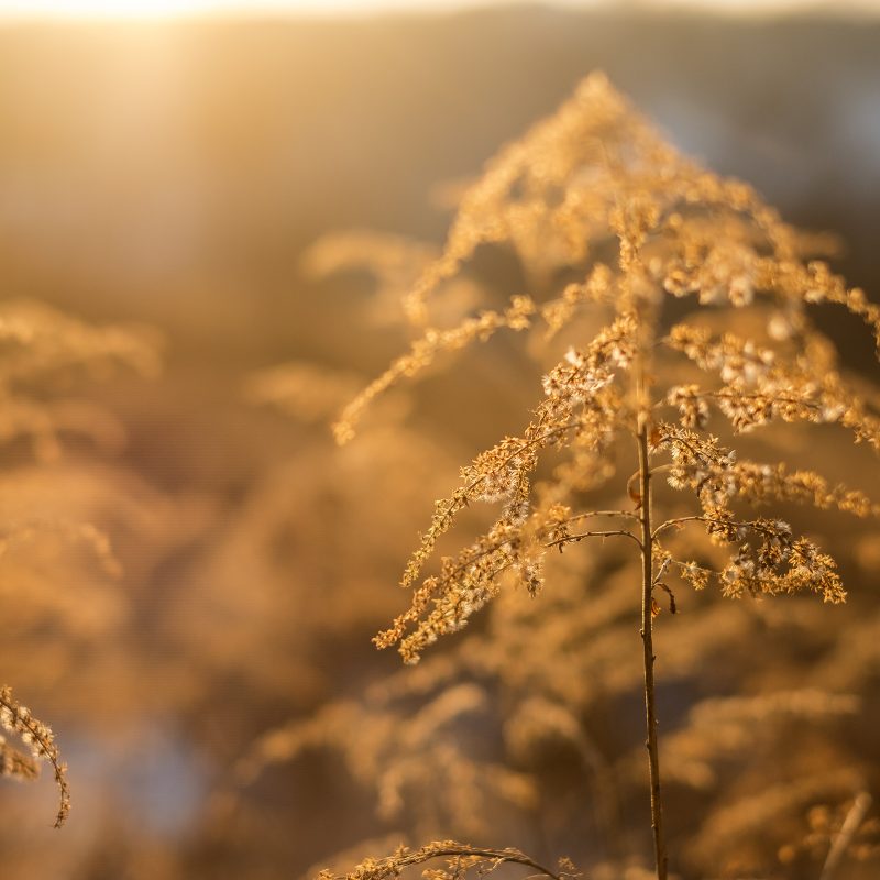 Wintersonne