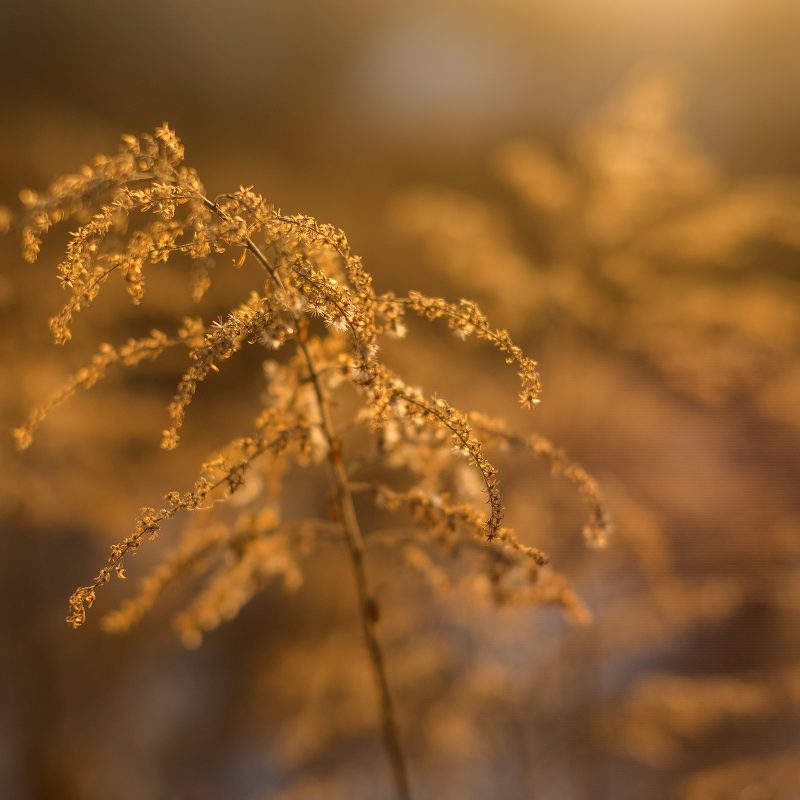 Wintersonne