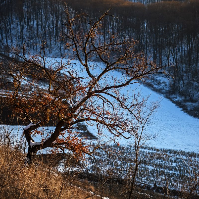 Winterlicht