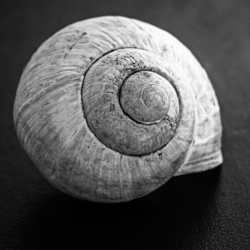 Schnecke