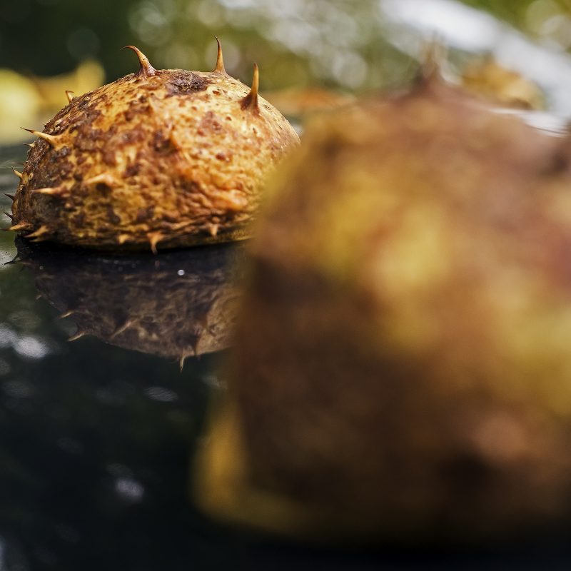 Virenhülle im Herbst