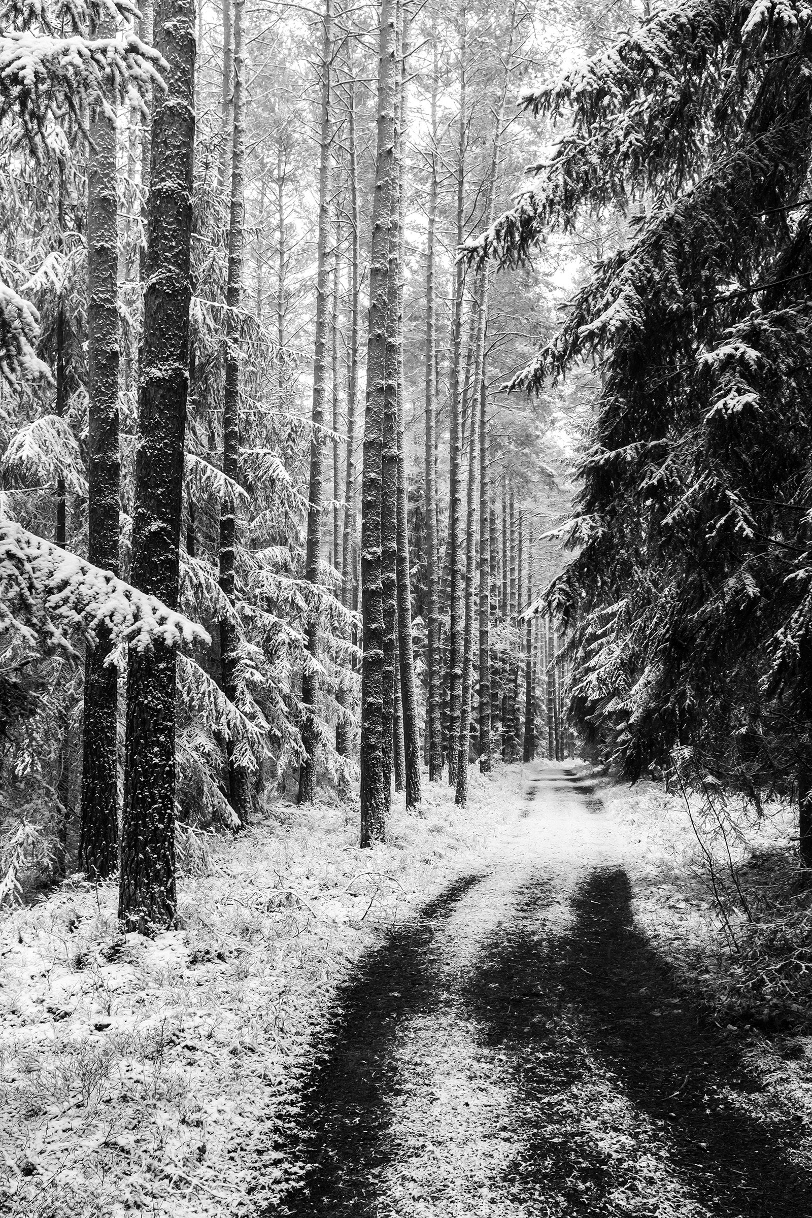 Wald zwischen Großhabersdorf und Fernabrünst