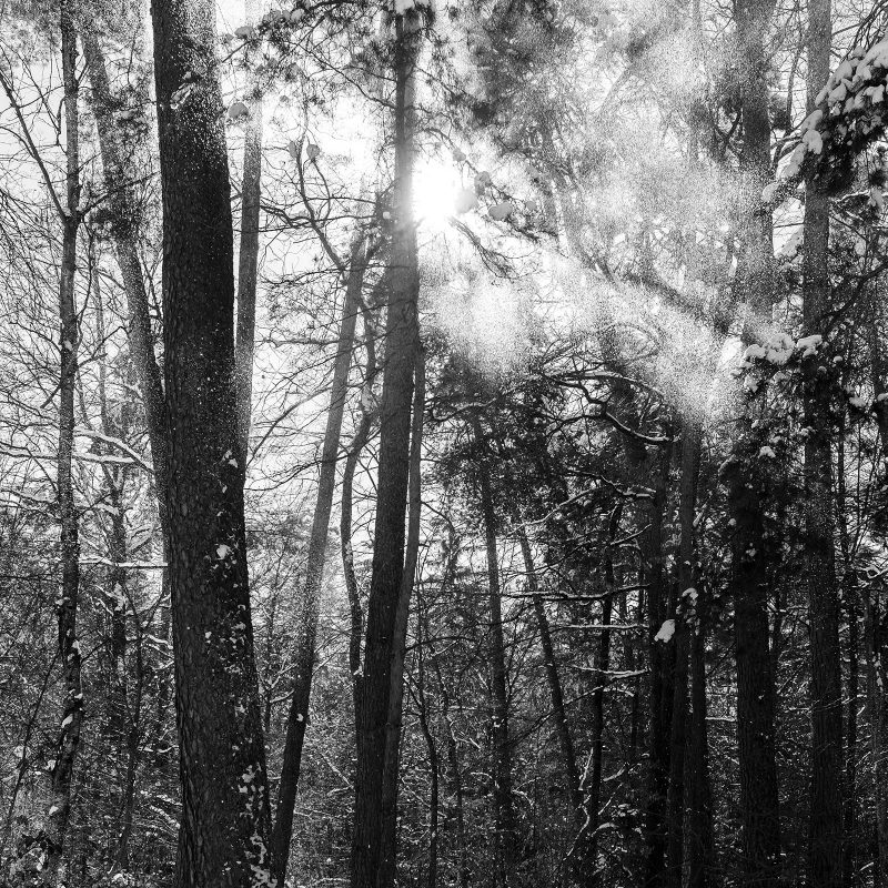Zauberwald