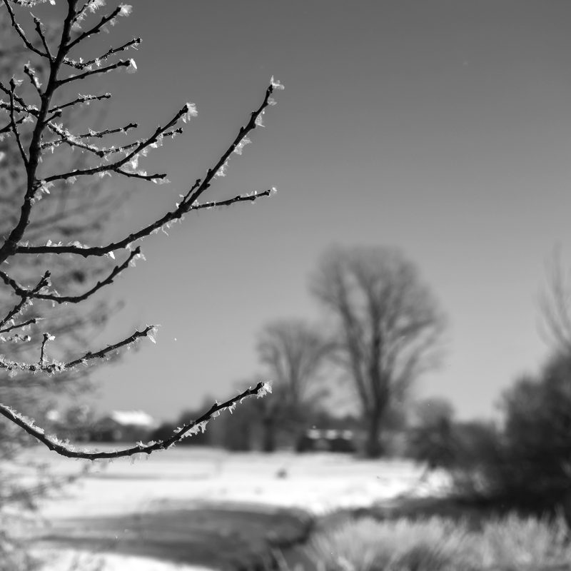 Knoblauchsland