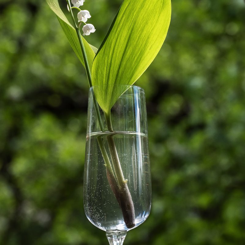 Maiglöckchen im Glas