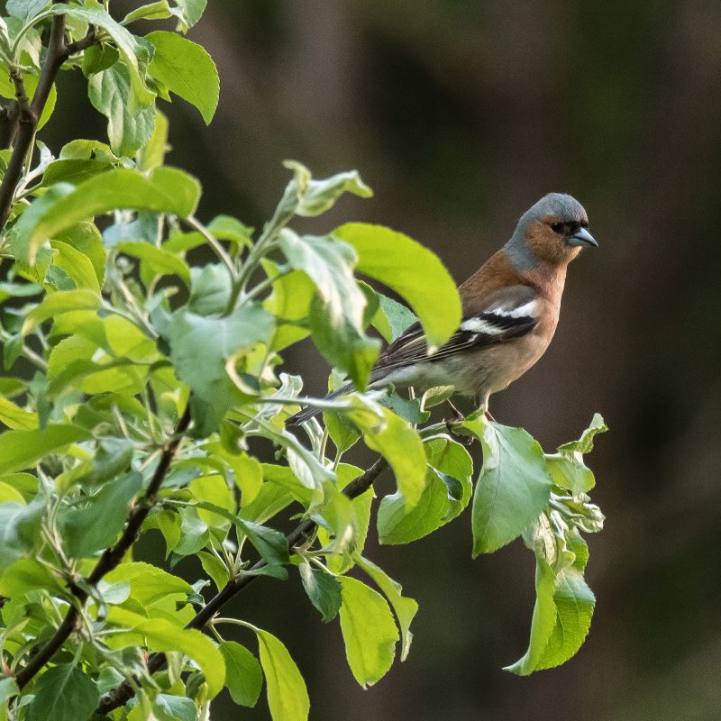 Buchfink im Apfelbaum