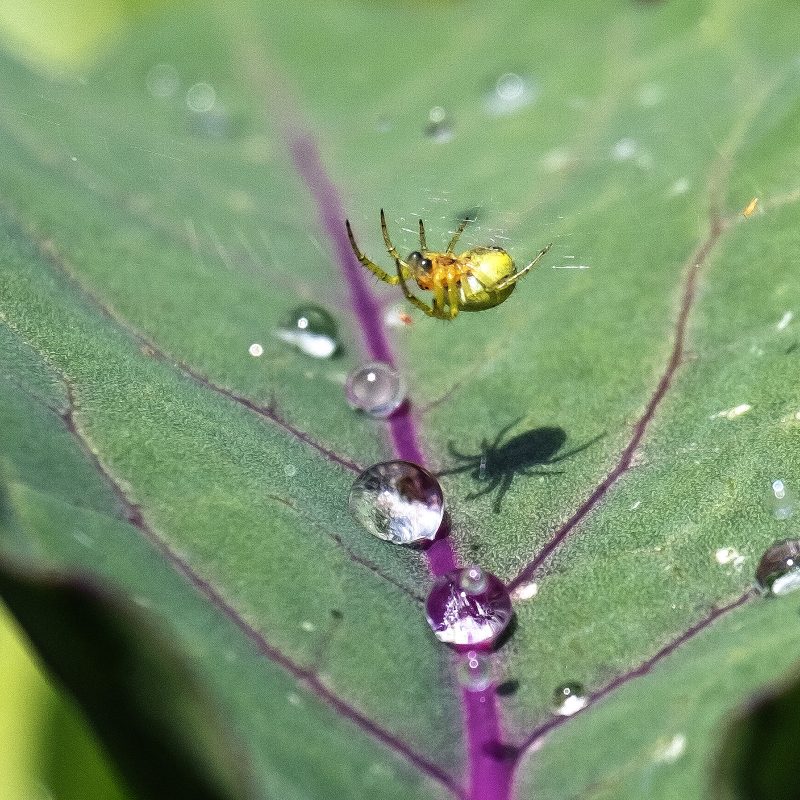 Spinne auf Kohlrabi