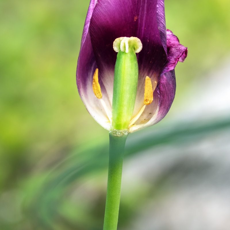Tulpenrest