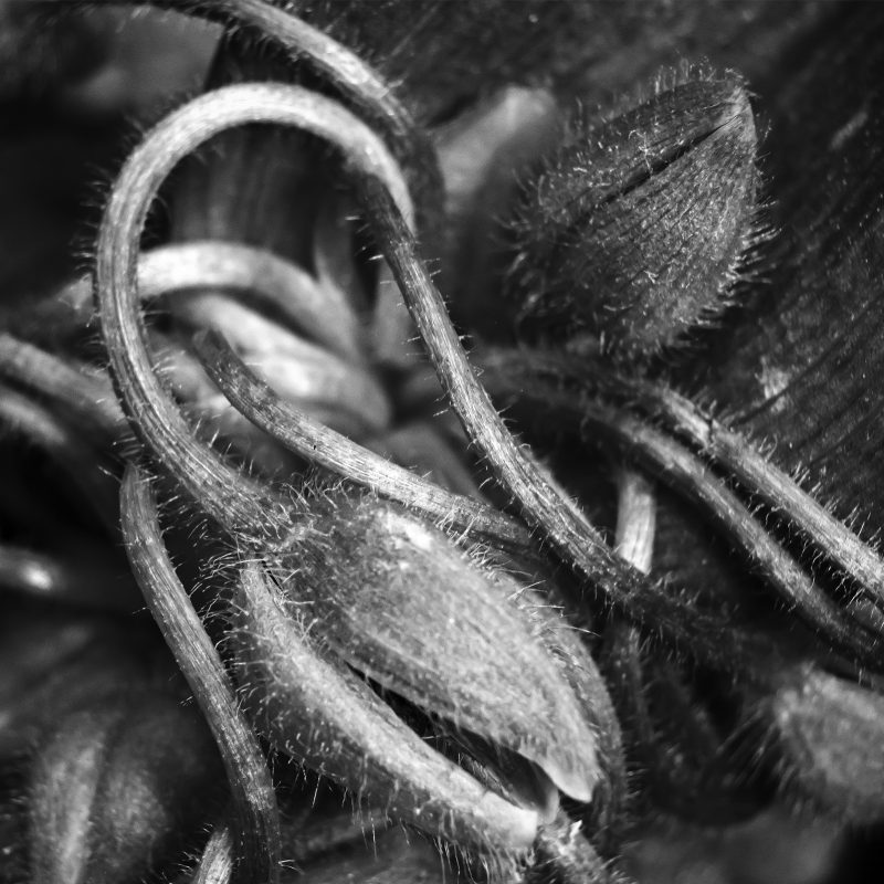 Dreimasterblume