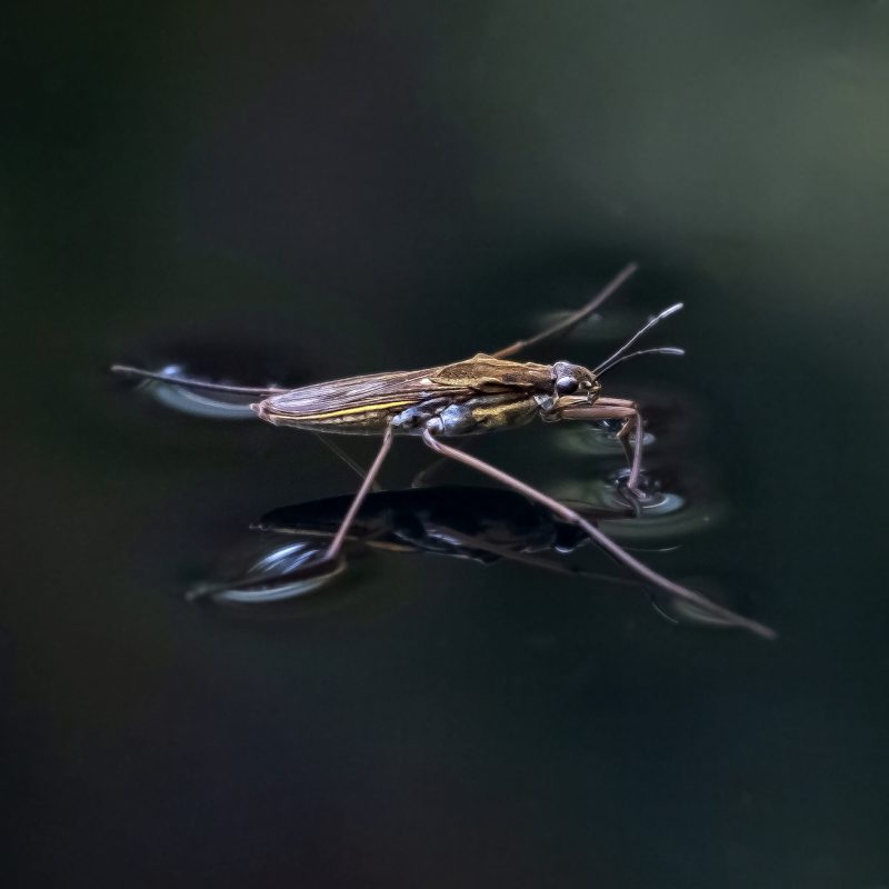 Wasserläufer