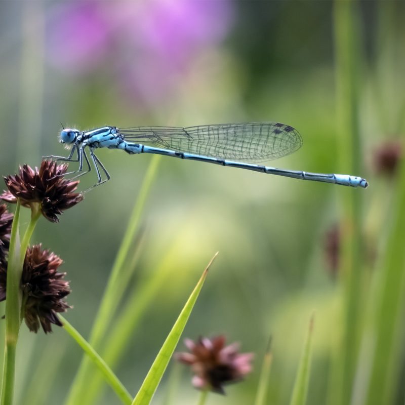 Blaue Federlibelle