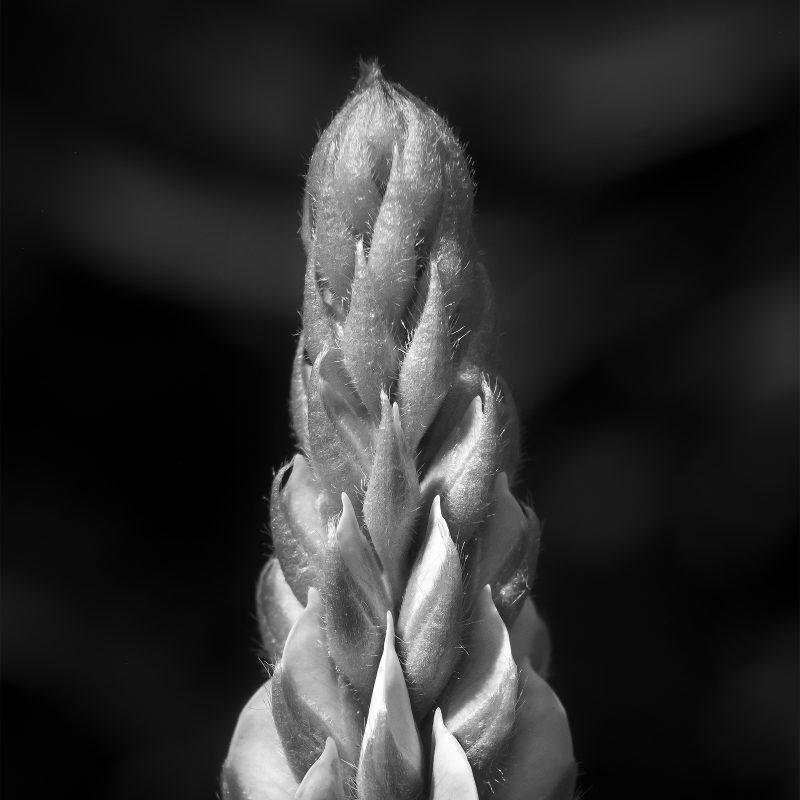 Lupine