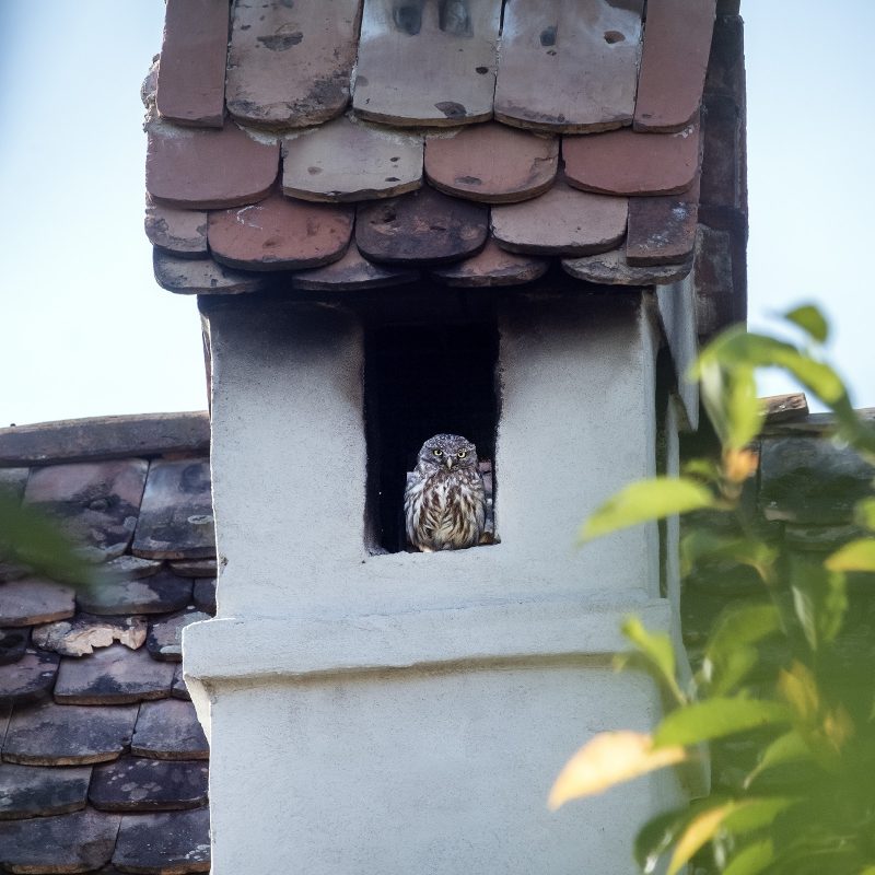 (im Kamin des Nachbarn)