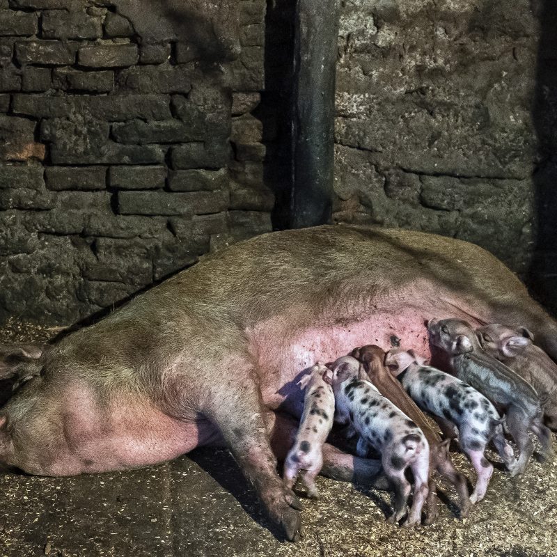 Ferkel, gestreift und gefleckt