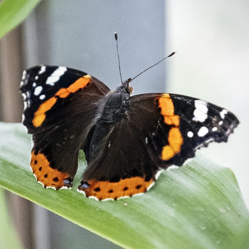 Admiral (Vanessa atalanta)