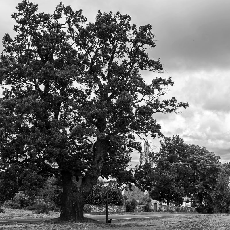 Kladruby Eiche, auch Baum des Lebens (Strom Života)