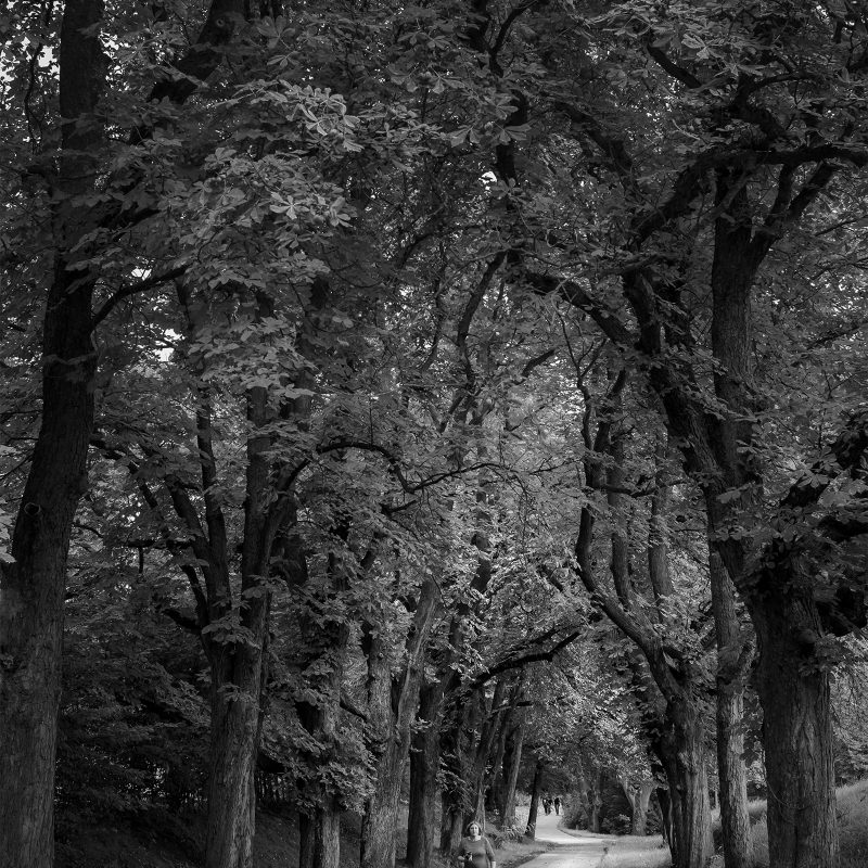 Allee