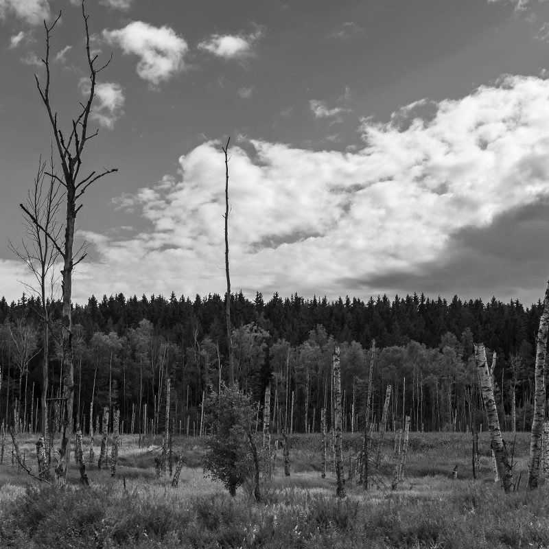 Böhmen - Hochmoor