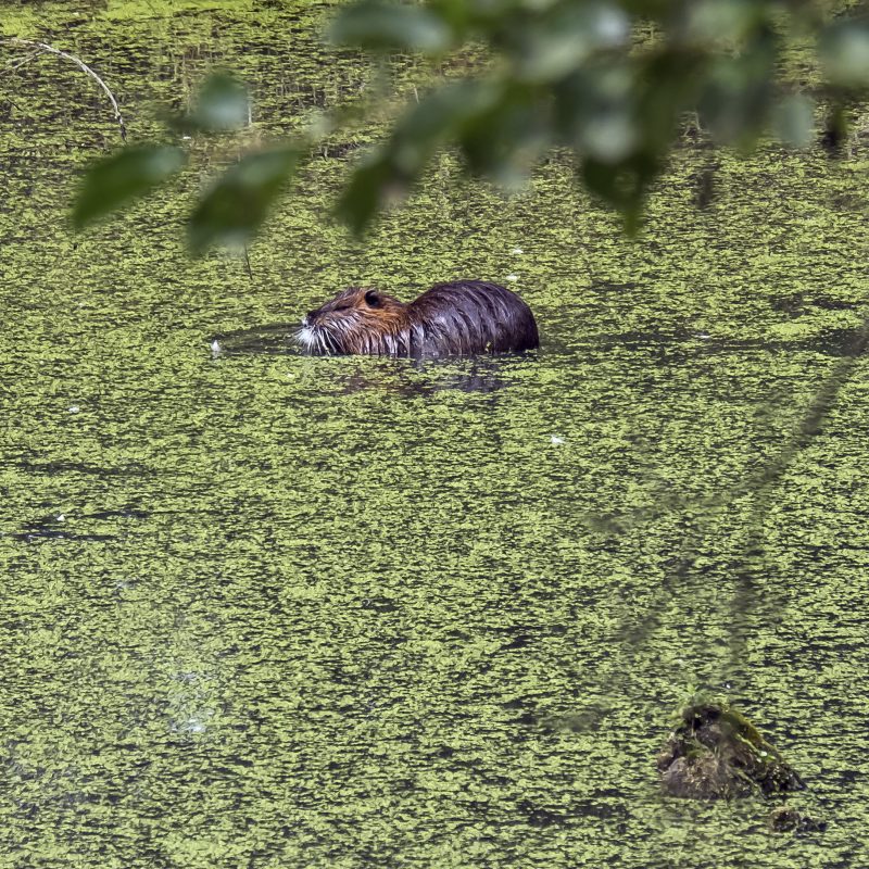 Nutria in einem Tümpel bei Kladruby