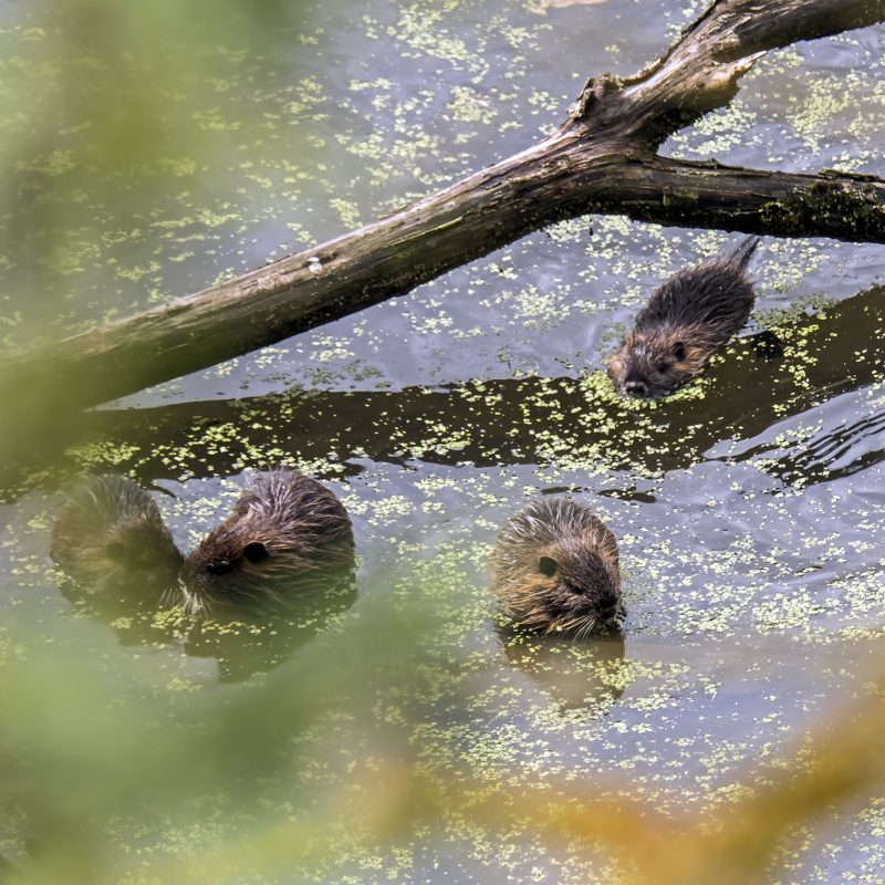 Nutrias in einem Tümpel bei Kladruby