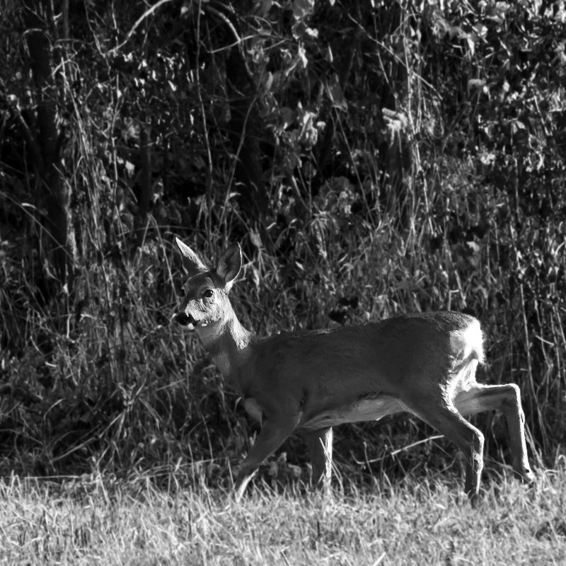 Wir haben Rehe im Garten...