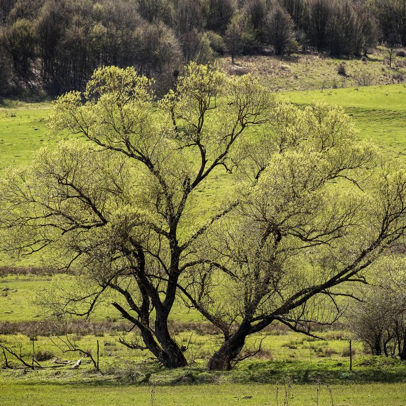 frisches Grün