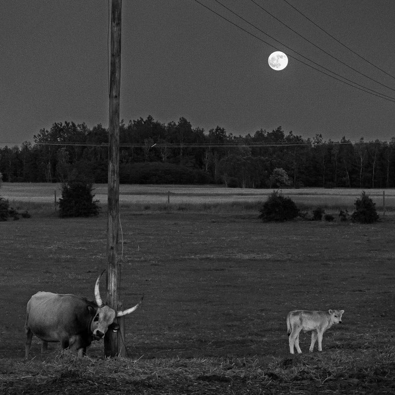 Vollmond mit Graurind