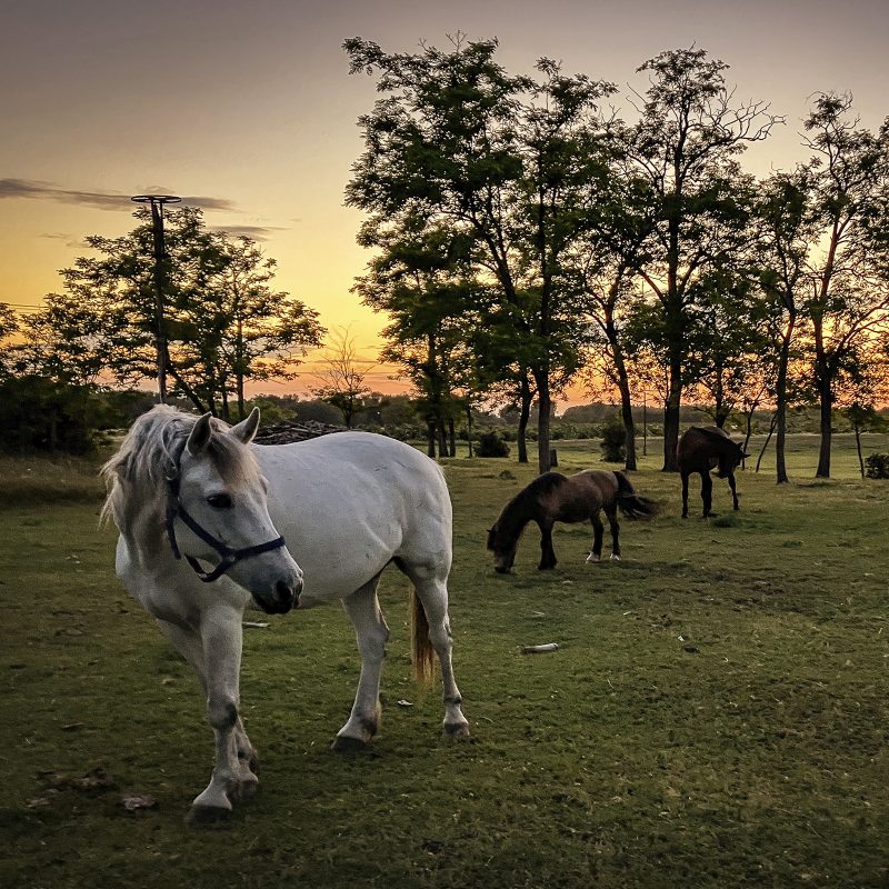 Sonnenuntergang mit Pferden vor Akazien
