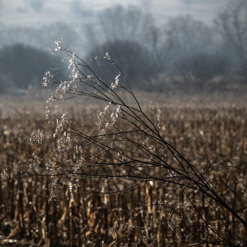 Der letzte Frost des Jahres