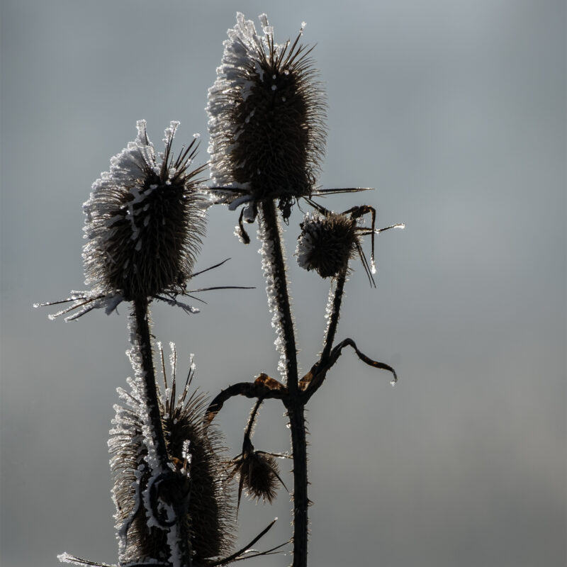 Der letzte Frost des Jahres