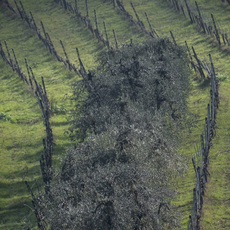 Oliven und Wein
