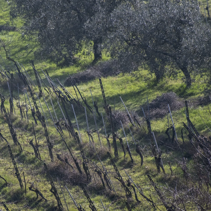 Oliven und Wein
