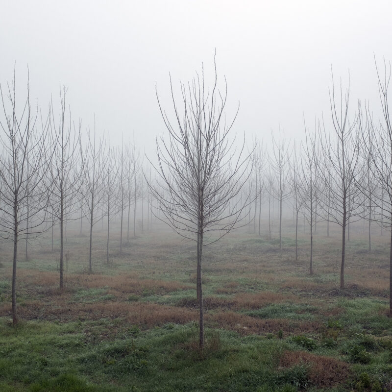 Pappel-Plantage im Val d'Arno