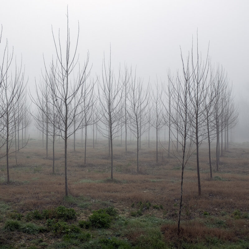 Pappel-Plantage im Val d'Arno