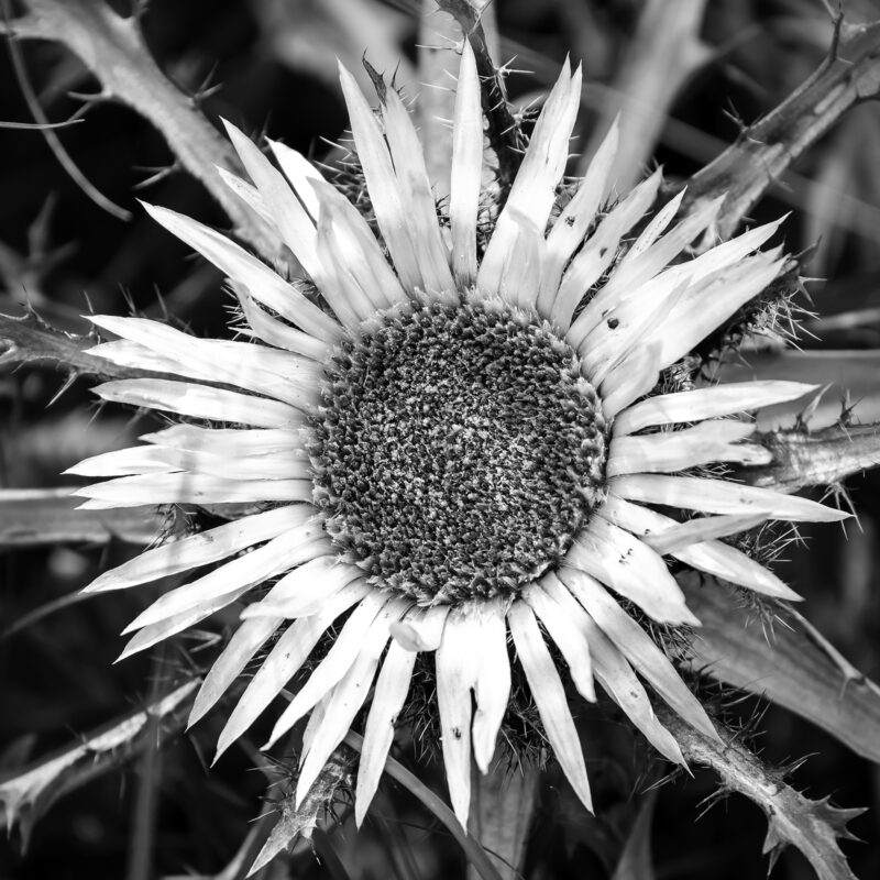 Silberdistel